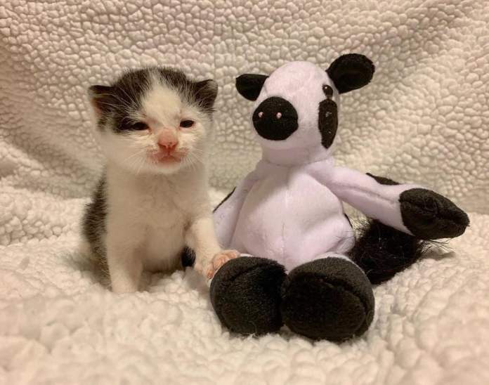 Без кота и жизнь не та