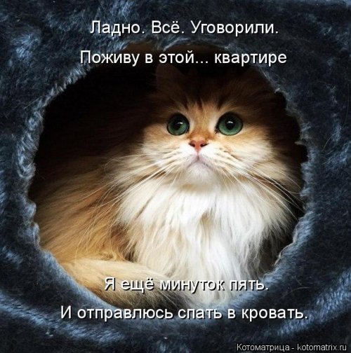 Лучшая котоматрица  