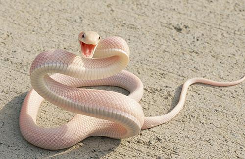 Существуют ли змеи, питающиеся змеями? Краткая характеристика