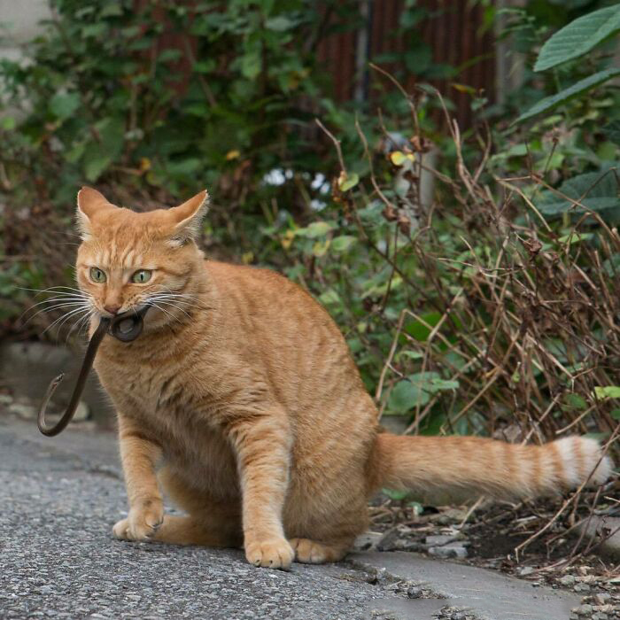 Бездомные коты со всего мира на уличных фотографиях японского фотографа коты,кошки,общество,питомцы,позитив,Токио,фотография,Япония