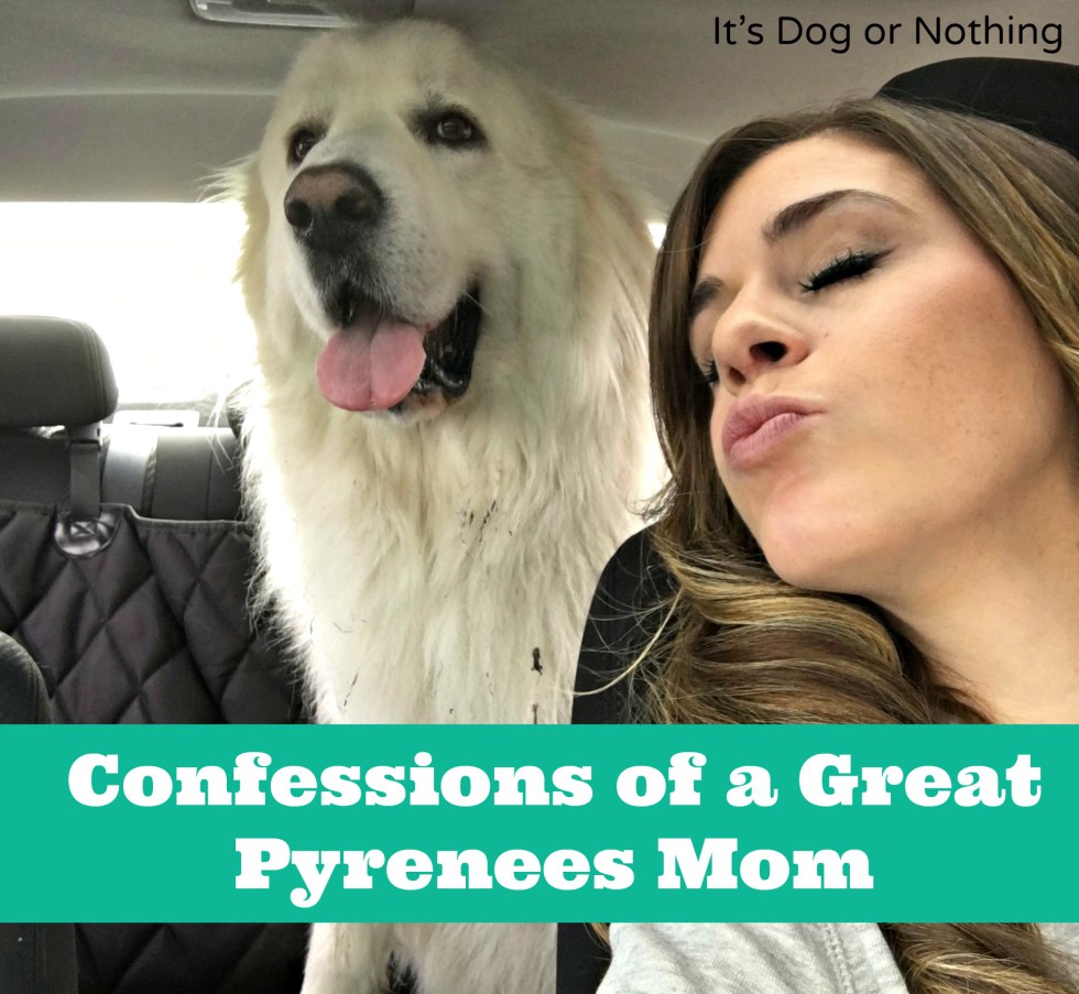 From pulling white dog fur out of a wine glass to accepting it as an accessory, here are some of my confessions as a Great Pyrenees mom. Please tell me you can relate!