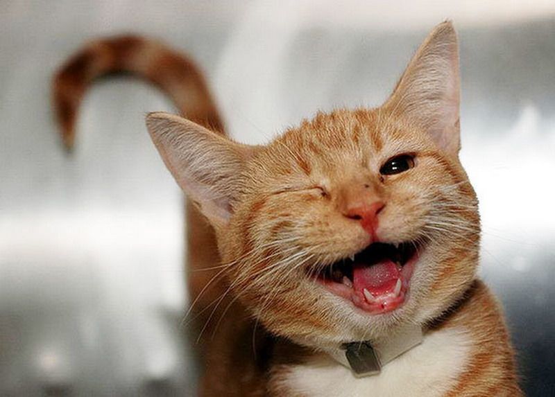 Картинки по запросу фото улыбающийся кот