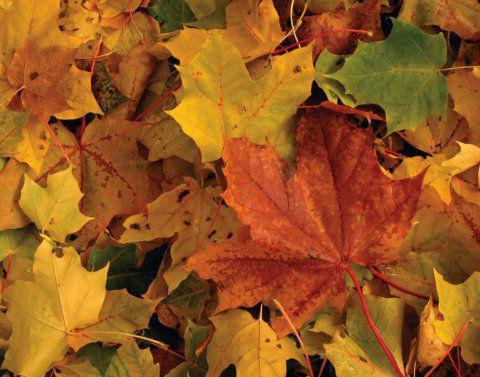 Ассоциации с осенью: листопад, грибы, шум дождя, птицы, улетающие на юг