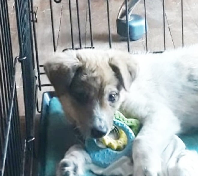 Щенок в клетке