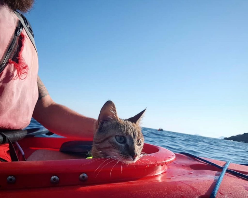 Шотландец уже год путешествует вокруг света с кошкой, которую нашел по дороге животные,кошки,отдых и туризм