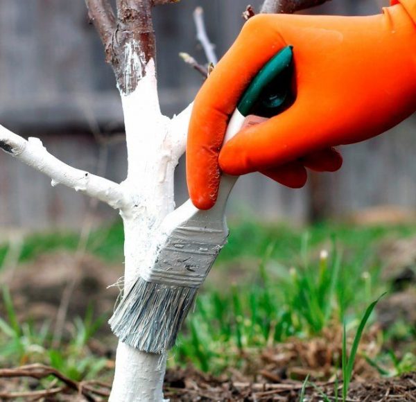 Стоит ли белить деревья в мае садоводство
