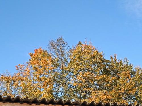 Изменчивый октябрь: один день ураганный ливень, другой день солнце и беззаботно - голубое небо с барашками, под которым пролетают стаи гусей. 04