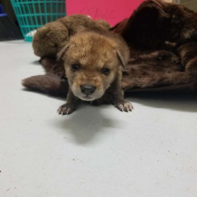 маленький щенок