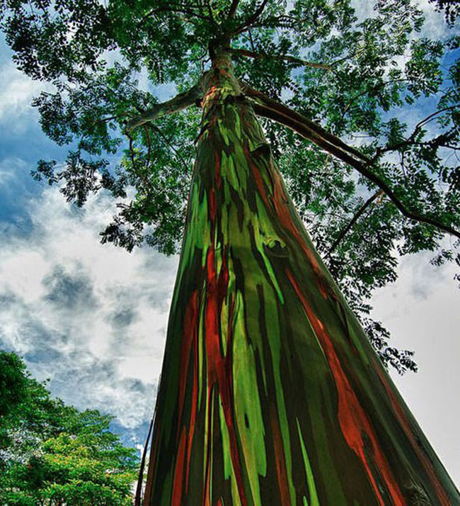 10 удивительных загадок природы