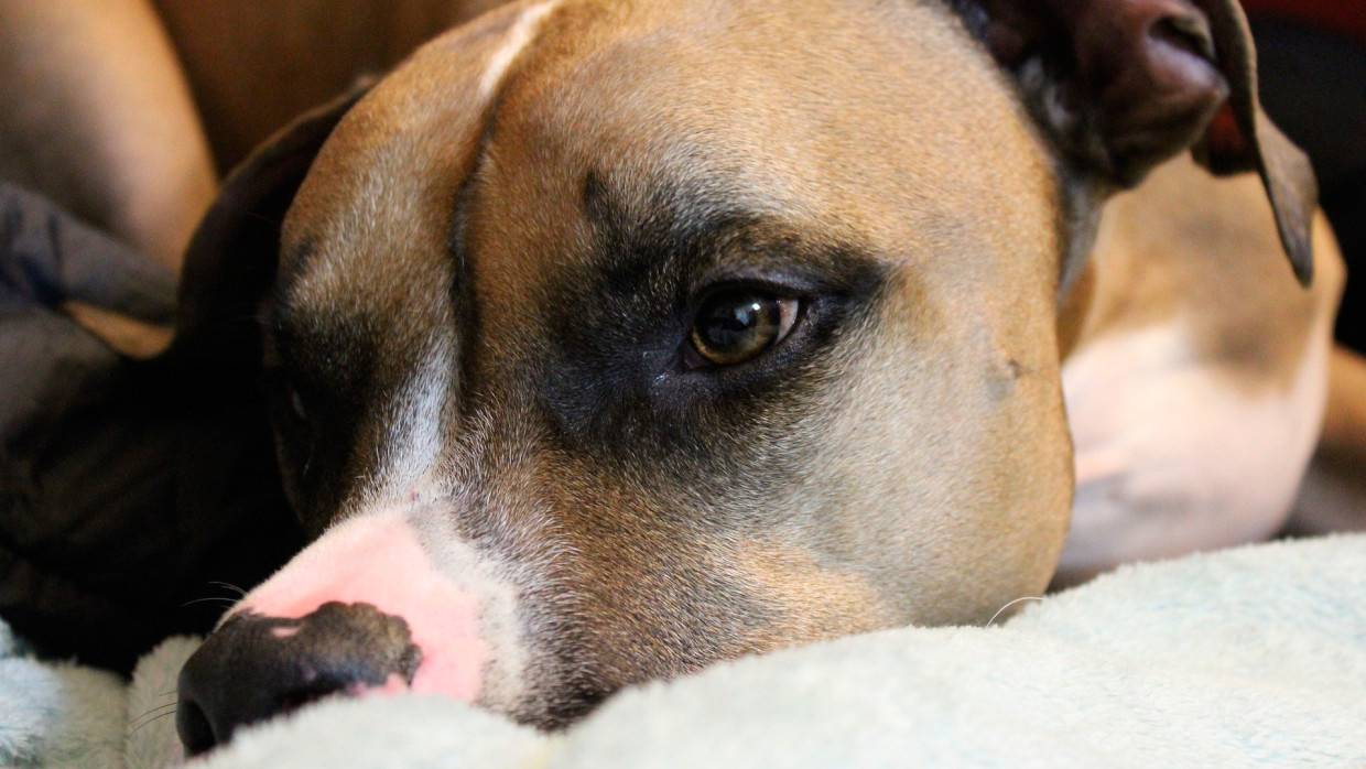 Удивленный малышу в животе хозяйки питбуль растрогал юзеров TikTok