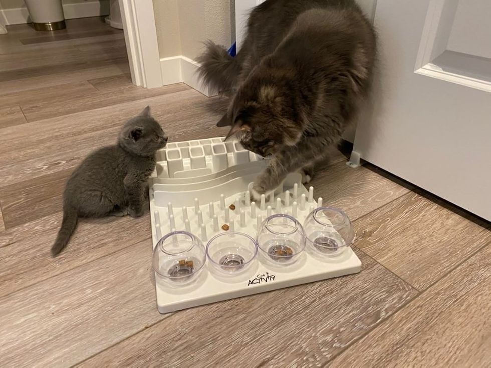 Найденный котенок не отпускает свою спасительницу Найденный котенок не отпускает свою спасительницу не всё так грустно