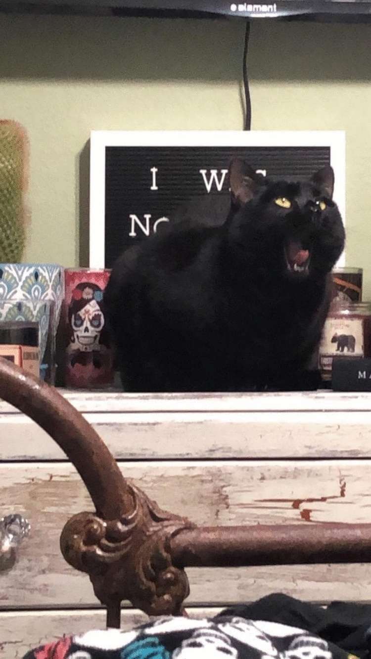 Подборка забавных фото котиков, которые ведут себя странно Подборка забавных фото котиков, которые ведут себя странно