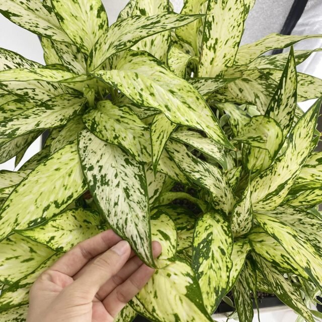 Диффенбахия «Стар Брайт» (Dieffenbachia ‘Star Bright’). © epicgardening  📷
