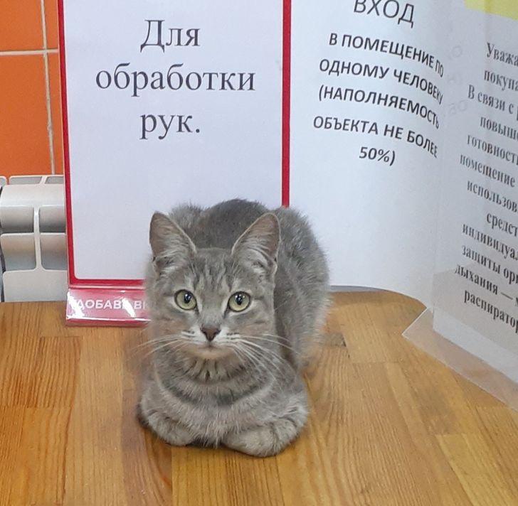 Коты, которым хорошо даже без коробки и лежанки 