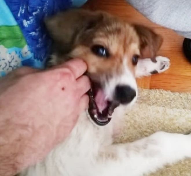 Щенок кусается