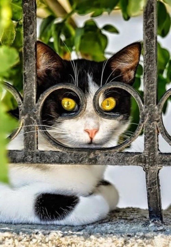 Уморительные снимки котиков и их безумных выходок