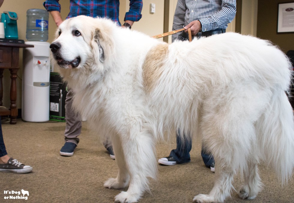 Ever wonder what it would be like to be in a room full of Great Pyrenees floof? Don't worry - we have plenty of pictures for you!