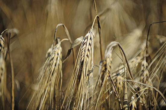 Урожай зерна в России составил более 133 миллионов тонн