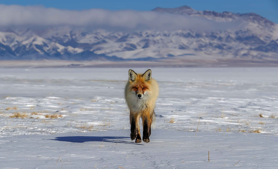 The Red Fox came from snowy mountains by sehu on 500px