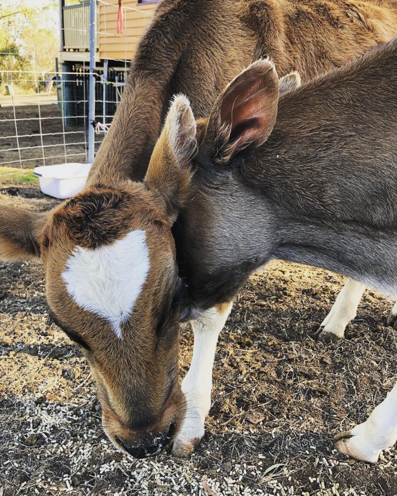 16 мимимишных животных, которые всем поднимут настроение 16 мимимишных животных, которые всем поднимут настроение животные