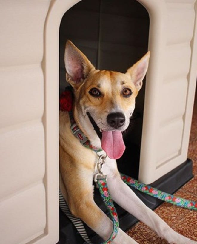 Собака в домике