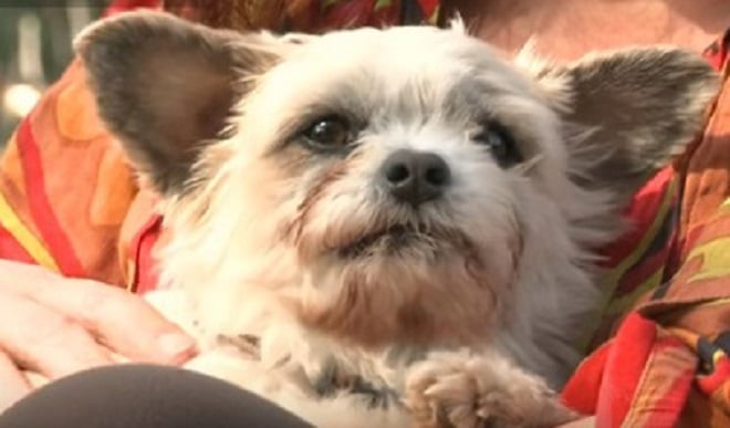 «Страшнее дома места нет!»: история крошечного пса, который не выдержал издевательств и предпочел убежать собаки