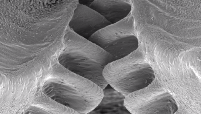 10 невероятных фактов о насекомых 10 невероятных фактов о насекомых животные,природа