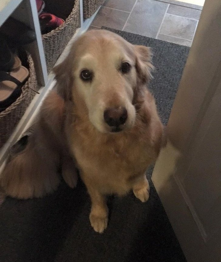 Безусловная любовь хозяев и домашних питомцев Безусловная любовь хозяев и домашних питомцев картинки