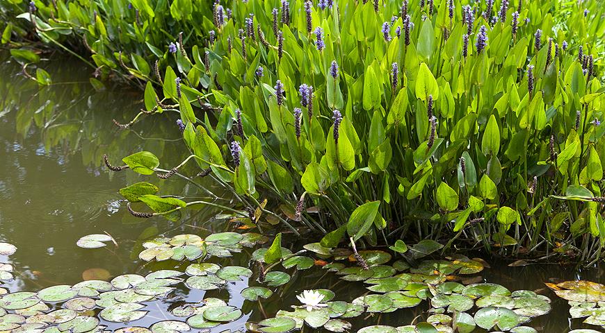 10 лучших водных растений для декоративного пруда растение, водоем, очень, цветками, листьями, посадить, белыми, сильно, растений, Цветет, местоположение, солнечное, в аквариум, растения, быстро, Кубышка, На зиму, может, цветки, сорта
