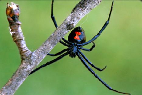 Как называется тропический паукообразный хищник?