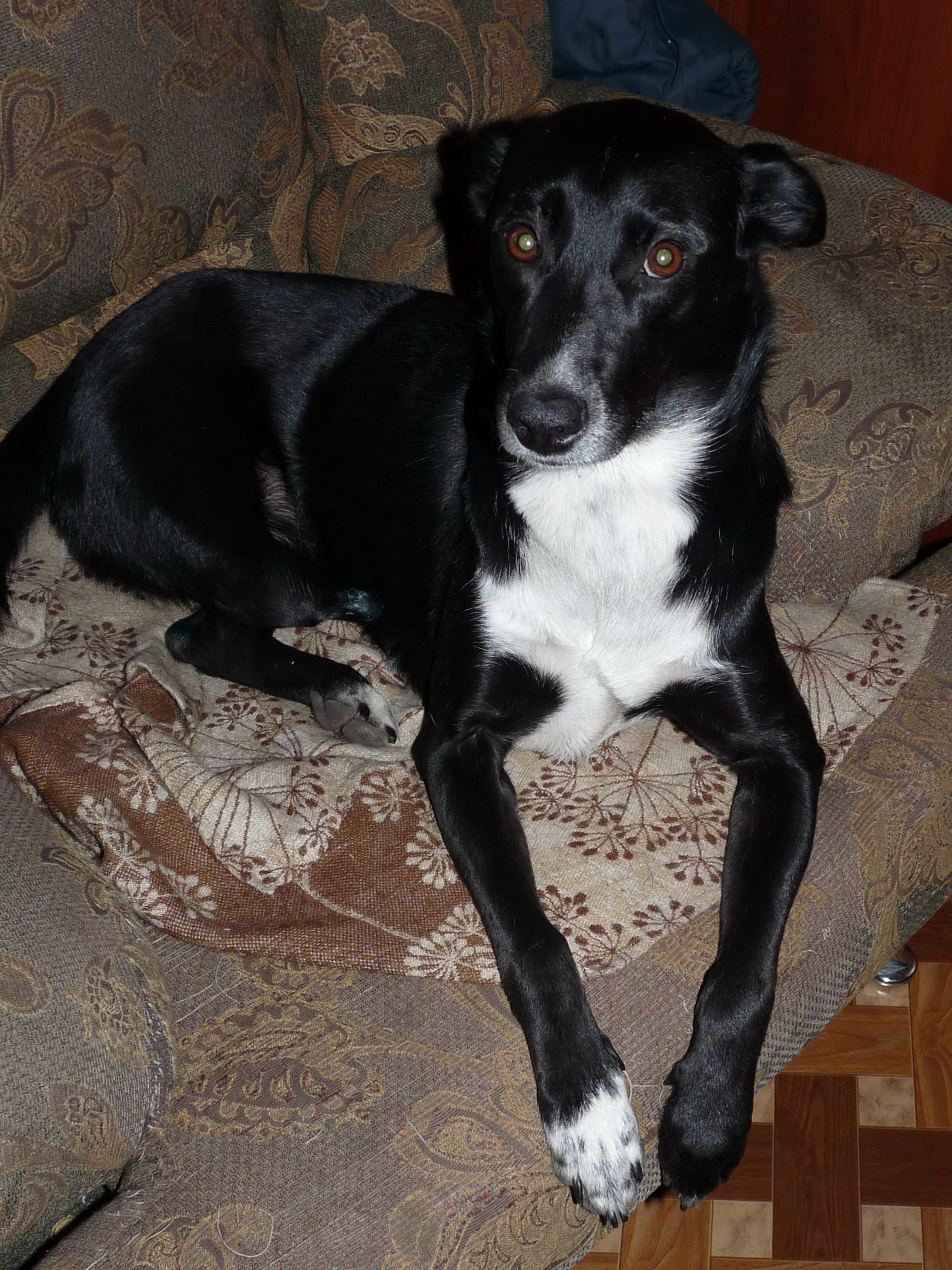 собака на диване