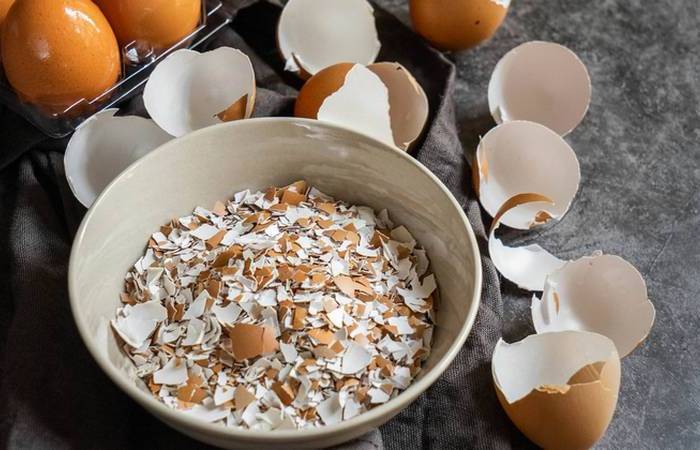 3 популярные ошибки при сборе яичной скорлупы в качестве удобрения