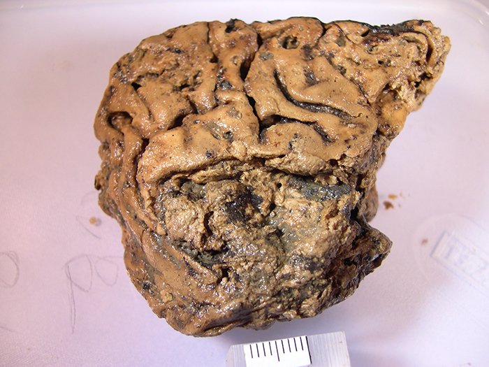 Тот самый древний мозг / © Alex Petzold