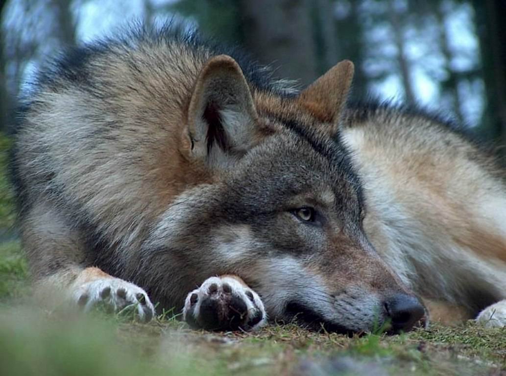 Одинокая волчица - 61 фото