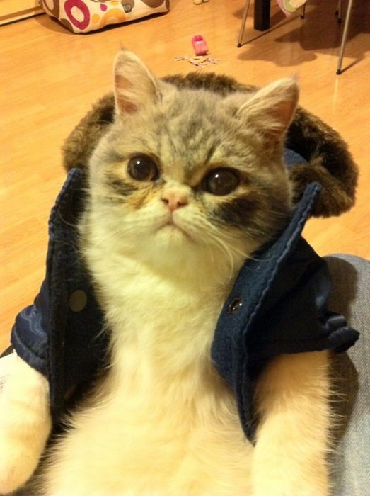 Улыбательные картинки картинки, прикол., фото