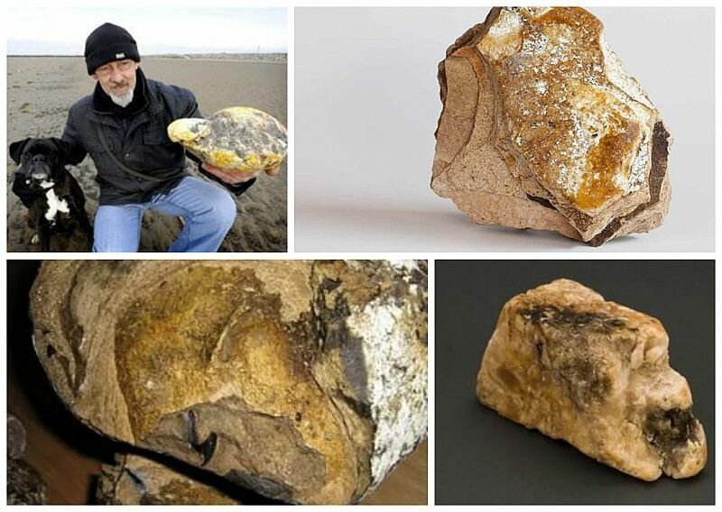 Самое загадочное животное планеты Земля Самое загадочное животное планеты Земля животные