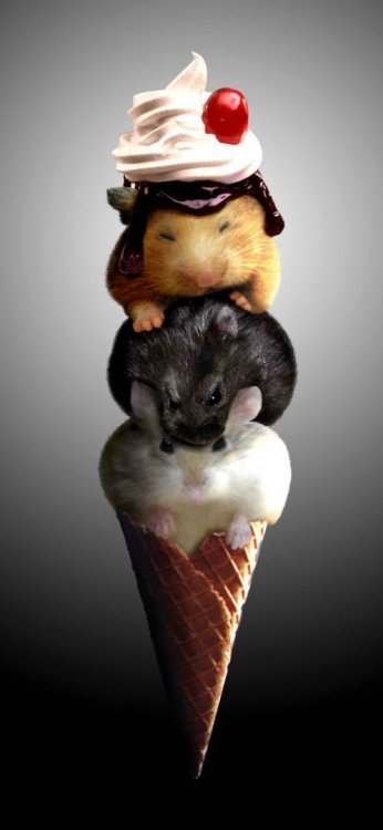 Забавно (40фоток)