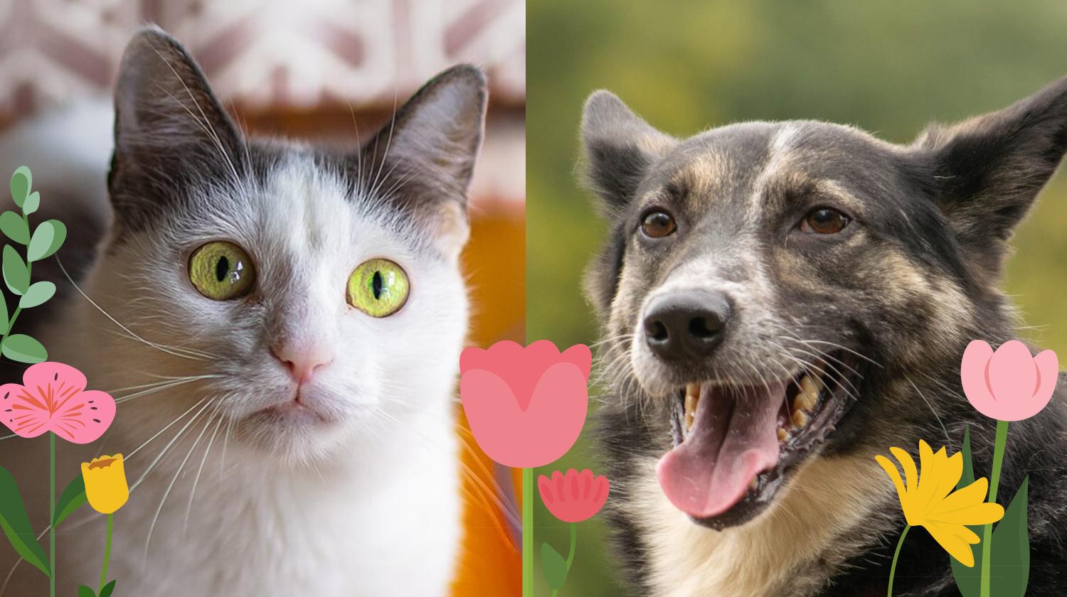 Кошка Роми из приюта