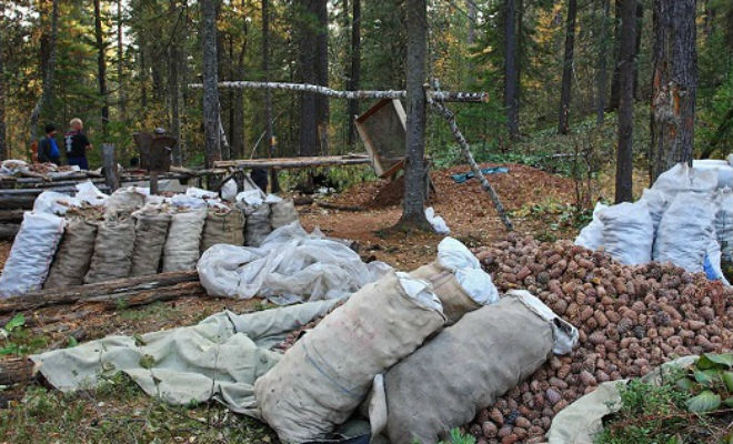 Добыча кедрового ореха: заготовки сибиряков обильный, урожай, деревья, орехов, шишки, тайгу, кедры, Артель, обустраивают, лагерь, делают, неделю, уходит, человек, несколько, сборщиков, промысел, самиНа, падают, молот