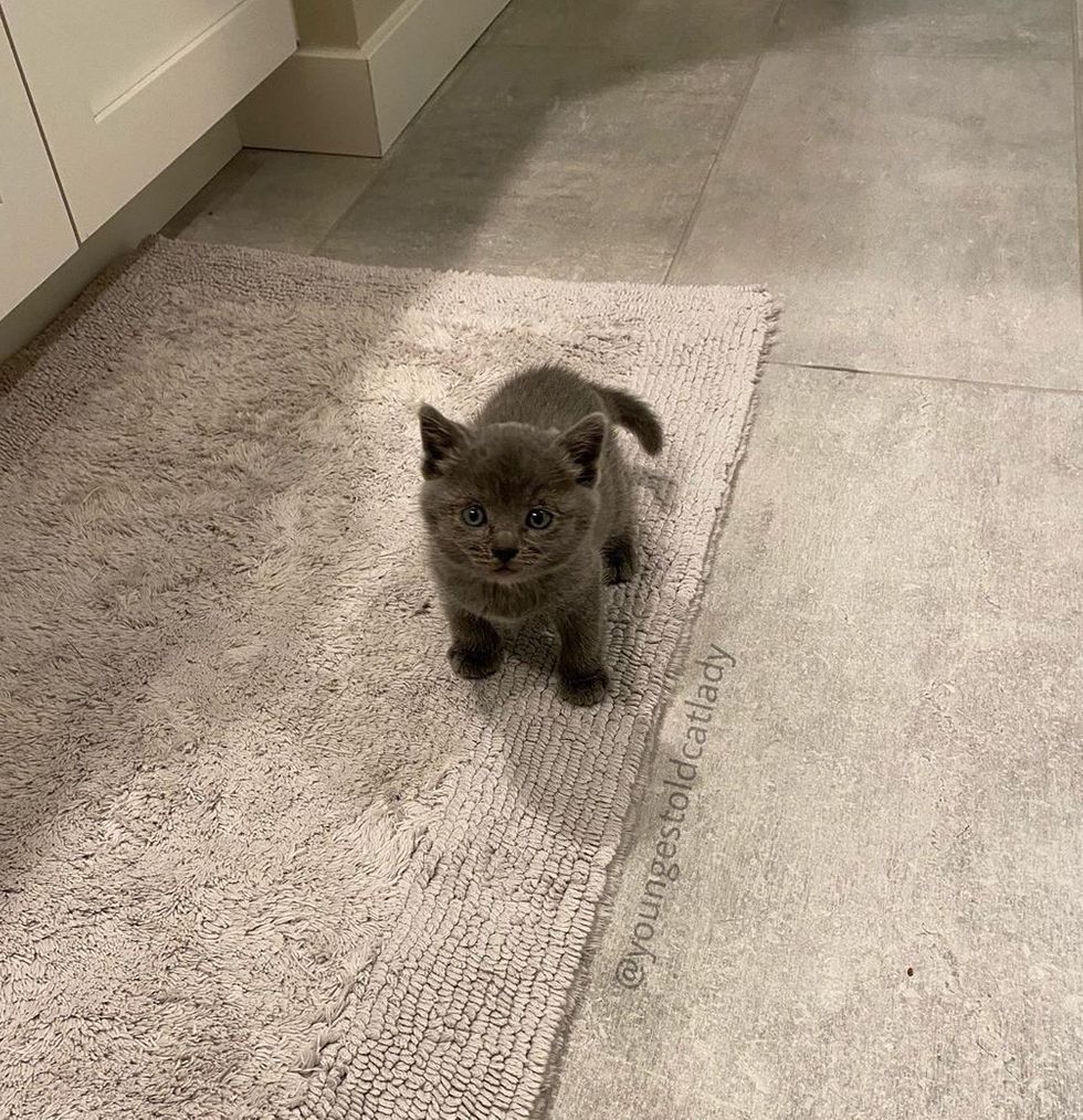 Найденный котенок не отпускает свою спасительницу Найденный котенок не отпускает свою спасительницу не всё так грустно