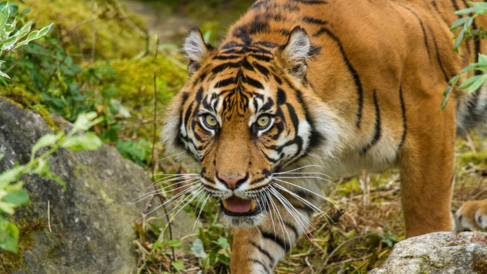 Суматранский тигр (Panthera tigris sumatrae)