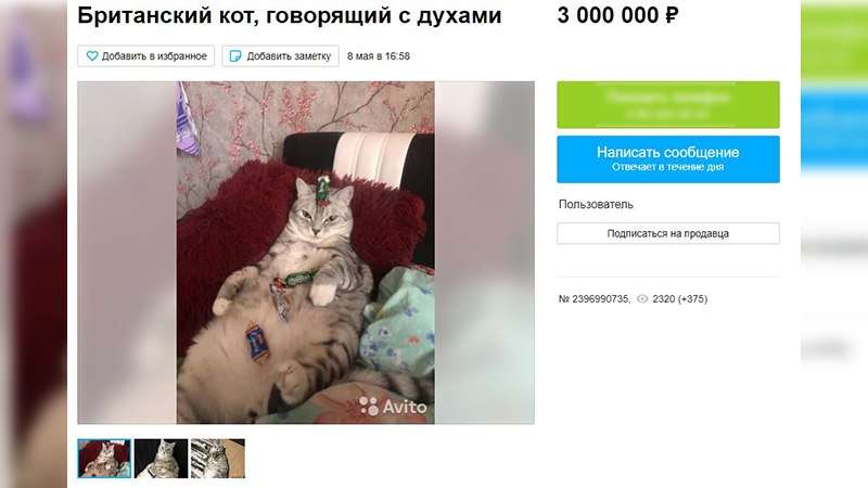 Говорящий с духами кот из Тюменской области выставлен на продажу за 3 миллиона рублей Общество