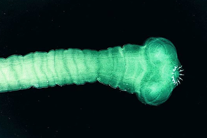 55 метров длины: самое большое существо планеты живет под водой Самым длинным, крабов, стоитСначала, немертину, считали, просто, огромным, червем, потом, ученые, выяснили, охотится, используя, поэтому, нейротоксинСверху, червя, можно, принять, клубок, спутанных