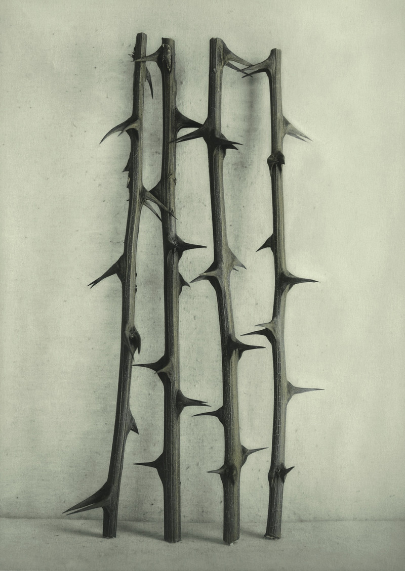 Как изящен кабачок! Удивительные натюрморты Ингара Краусса Как изящен кабачок! Удивительные натюрморты Ингара Краусса