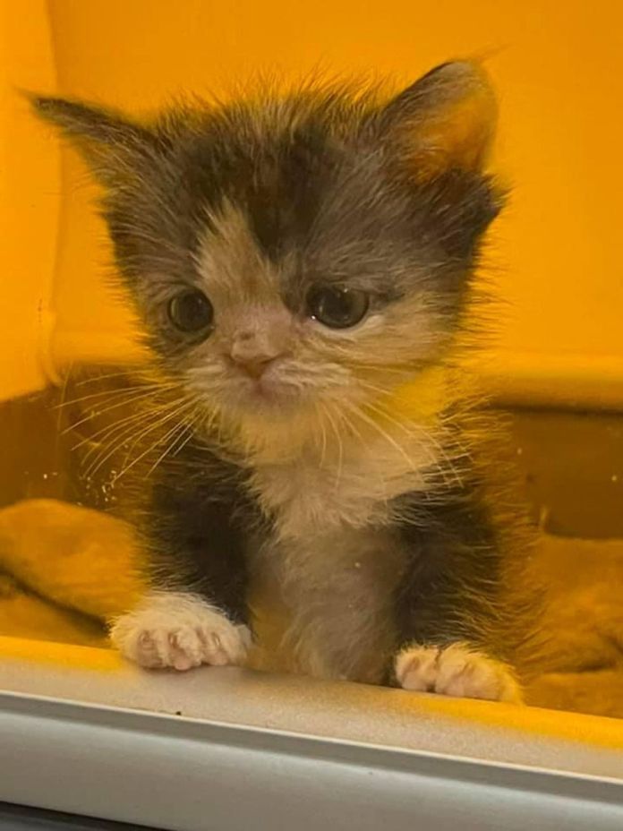 Без кота и жизнь не та