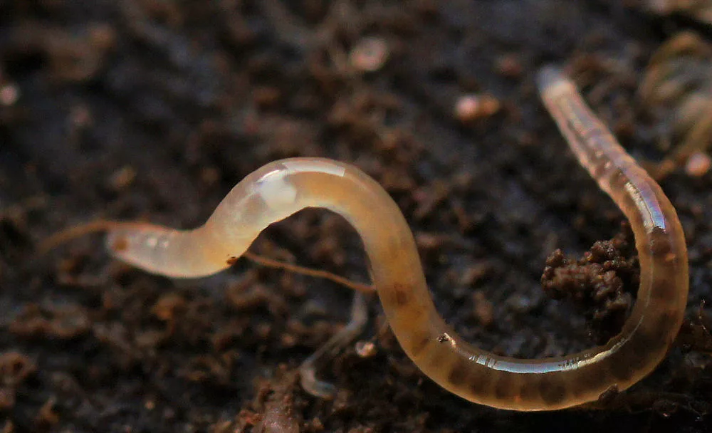 Нематоды (круглые черви) — это типичные обитатели почв. Их число может достигать 10 миллионов на квадратный метр!