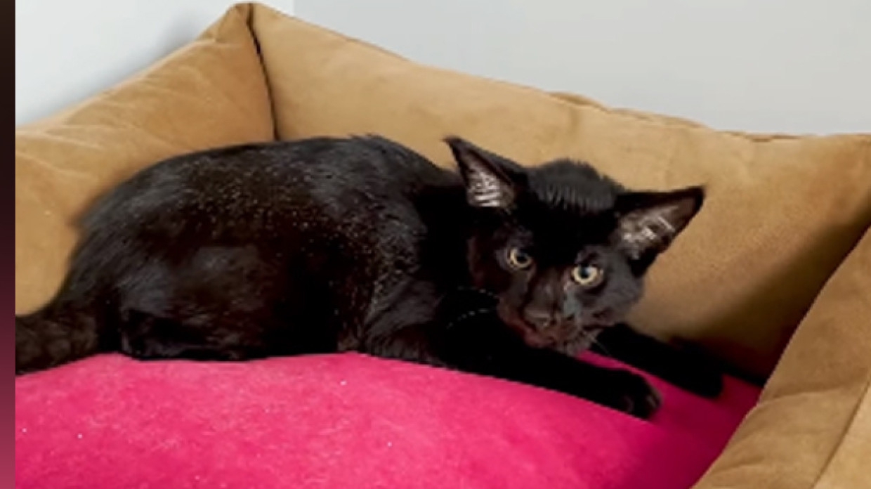 Зоопарк предложил жителям Абакана выбрать кличку для камышового кота