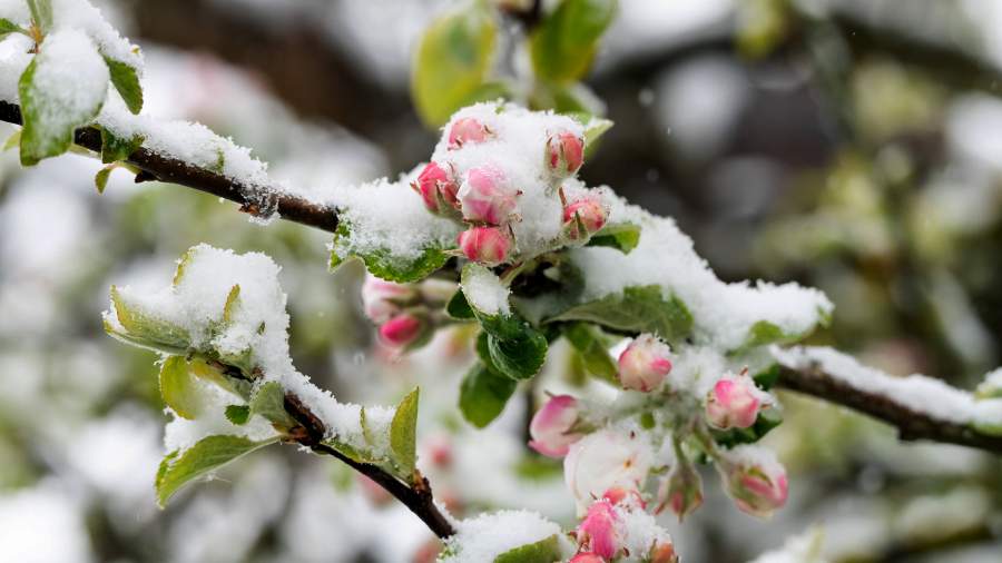 Неласковый май: полмиллиона гектаров пересеют из-за заморозков