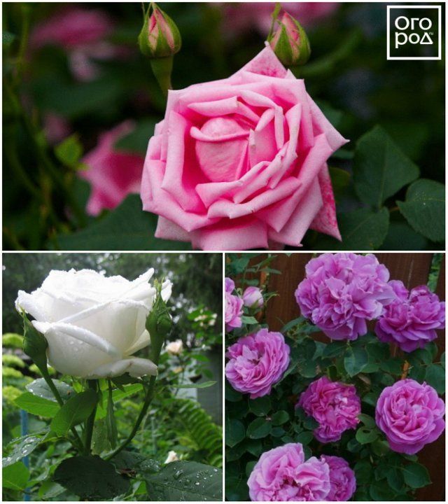 Какие бывают розы – обзор групп, типов и сортов могут, всего, которые, цветками, требуют, цветут, соцветия, махровыми, группу, отличаются, крупные, цветки, Высота, используют, собраны, осени, группе, чайногибридные, куста, выделяют