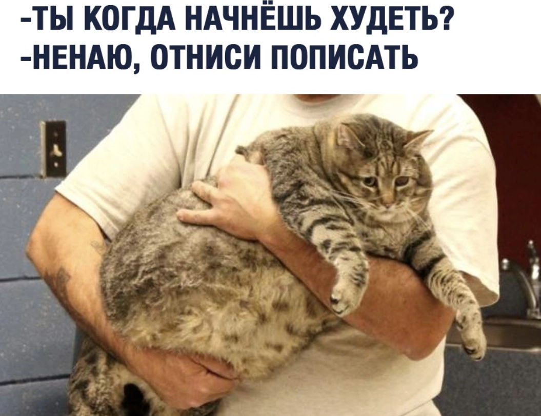 Про кота и диету 